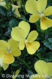 Viola cornuta 'Baby Franjo'                       